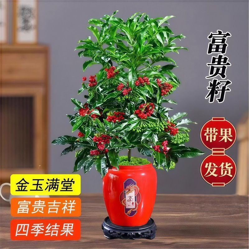 富贵籽盆栽带果金玉满堂绿植新年室内桌面花卉客厅年宵花植物好养