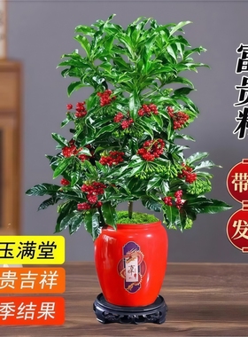 富贵籽盆栽带果金玉满堂绿植新年室内桌面花卉客厅年宵花植物好养