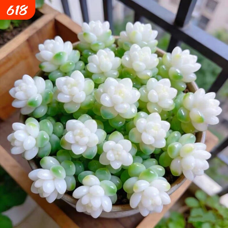奶油白玉锦多肉植物玉缀盆栽多头组合绿植室内好养水晶稀有品种
