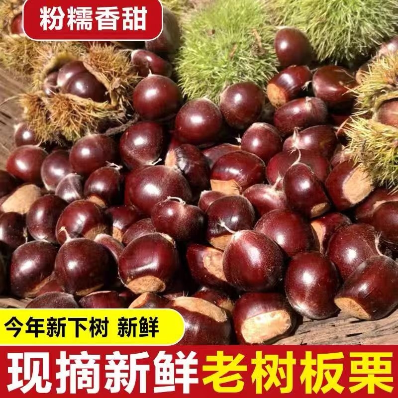 2025新下树山东高山老树毛板栗
