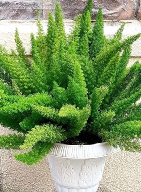 四季造景养易活九尾狐花卉庭院花园室内狐尾植物盆栽绿植好天门冬