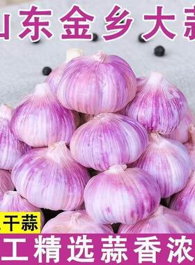 紫皮26年新大蒜头干蒜特大蒜瓣种子红皮蒜农家自种自提保存优质