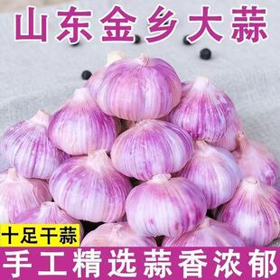 紫皮26年新大蒜头干蒜特大蒜瓣种子红皮蒜农家自种自提精选净重