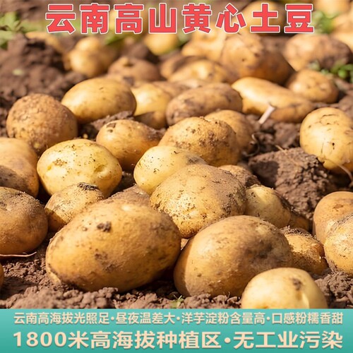 云南土豆云南昭通黄心土豆