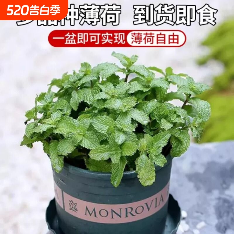 薄荷盆栽新鲜可食用水培柠檬薄荷叶迷迭香室内好养驱蚊花卉绿植物
