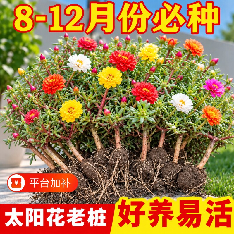 多色重瓣太阳花老桩耐寒耐旱植物四季室内外庭院多季开花光照生长