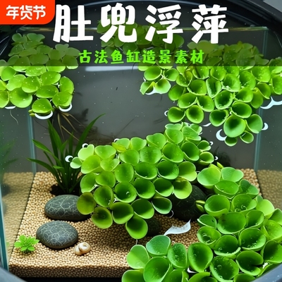 鱼缸造景净化水质肚兜萍水浮萍槐叶萍懒人水草浮萍养鱼龟水