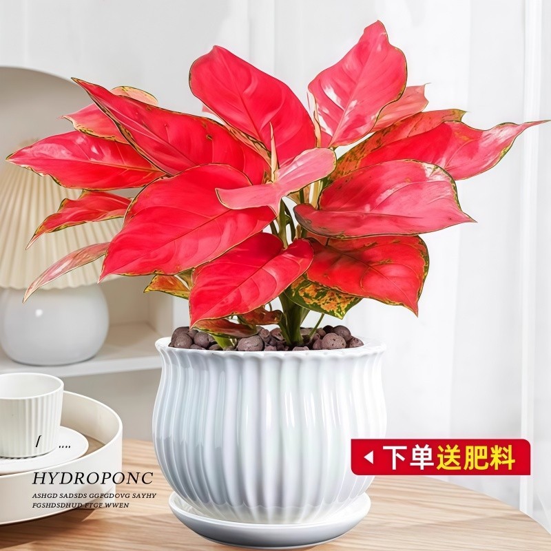 吉利红盆栽水培如意绿植物竹芋绿萝室内桌面好养红掌花卉客厅白掌