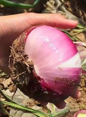 芭芭农场兑换紫皮洋葱5斤单果150g土特产新鲜自提当季脆甜自种