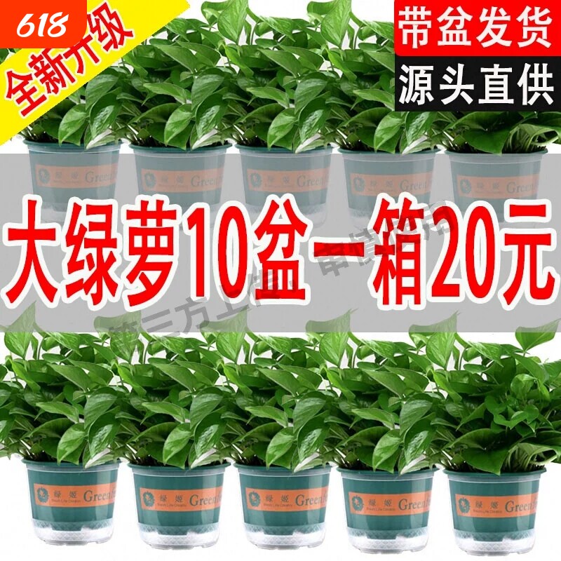 绿萝盆栽室内好养植物长藤净化空气吸除甲醛花卉绿植水培大叶绿箩