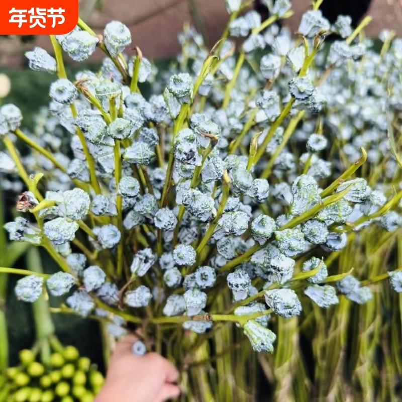 钻石尤加利果鲜切花速递干真花风干天然客厅摆设云南基地直发花材,鲜花速递/花卉仿真/绿植园艺,花材,淘宝优惠券,粉丝福利购,淘宝优惠卷