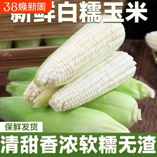 广西新鲜采摘白糯牛奶玉米5-9斤当季现摘嫩苞谷代餐甜糯玉米棒子