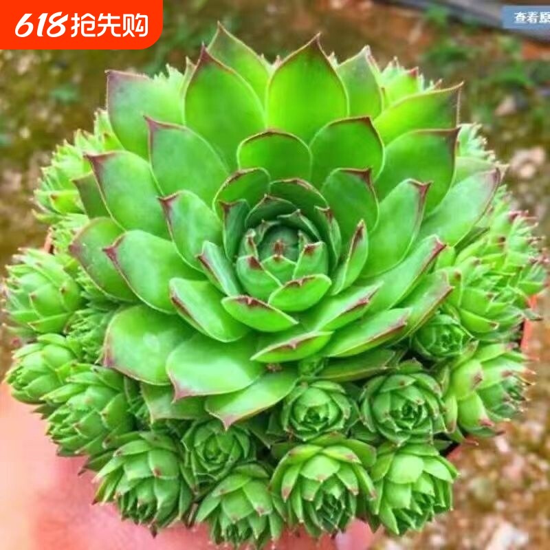 观音莲多子多福多肉植物室内超大好养盆栽大棵易爆盆多肉带盆带土
