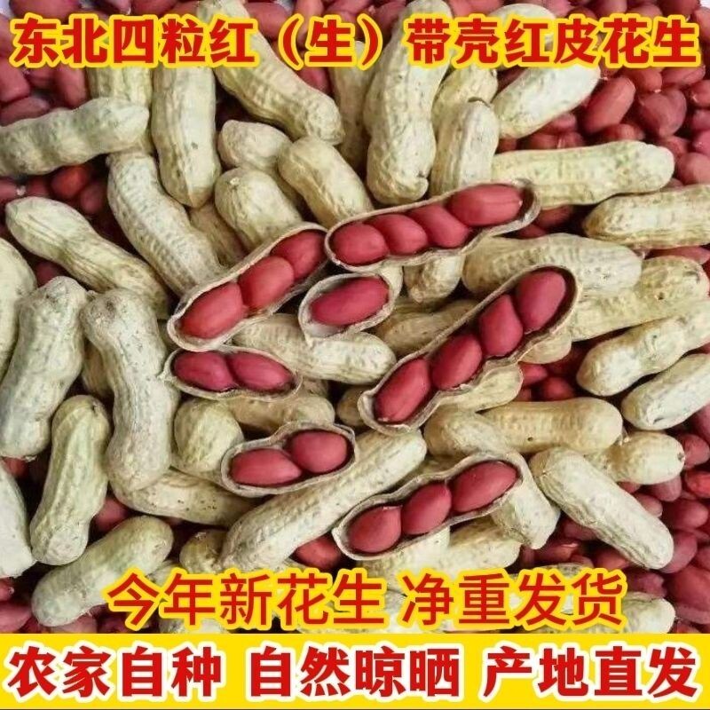 带壳红皮花生晒干生的农家种子新鲜四粒红衣花生米2025新货自种