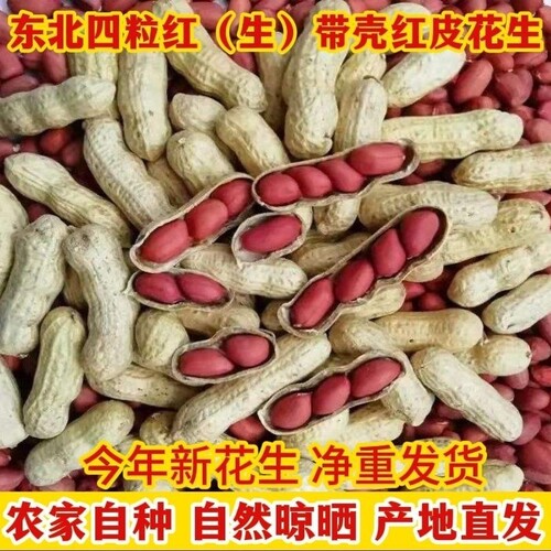 带壳红皮花生晒干生的农家种子新鲜四粒红衣花生米2025新货自种
