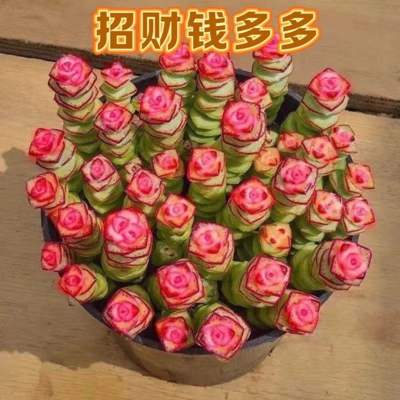 彩色钱串锦多肉植物室内新手好养肉肉红心钱串子稀有品种盆栽花卉