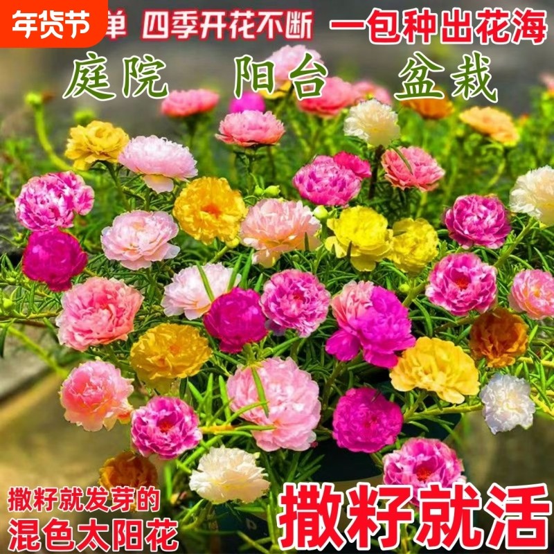 易活太阳花种子太阳花重瓣种籽花园庭院阳台四季盆栽混色花卉种子,鲜花速递/花卉仿真/绿植园艺,其它园艺用品,淘宝优惠券,粉丝福利购,淘宝优惠卷