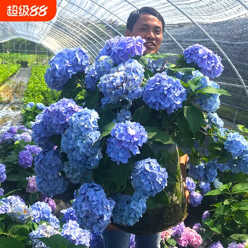 无尽夏绣球花苗带花|千人加购