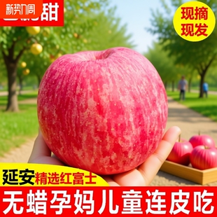 包邮 正宗陕西延安洛川苹果新鲜水果当季 红富士非冰糖心整箱脆甜