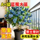 地栽结果植物 蓝莓树果苗盆栽树苗特大号带果阳台庭院室内绿植四季