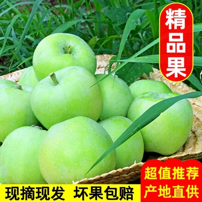 青苹果新鲜酸脆|超1000次加购