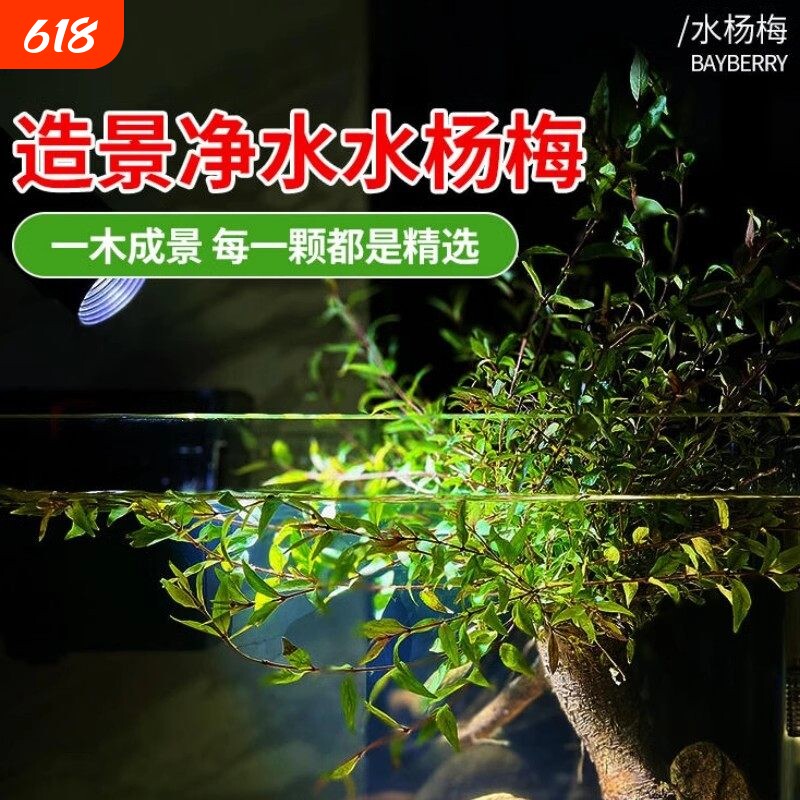 水草植物水杨梅水培鱼缸造景老桩水陆点缀雨林高档植物夏季水培树