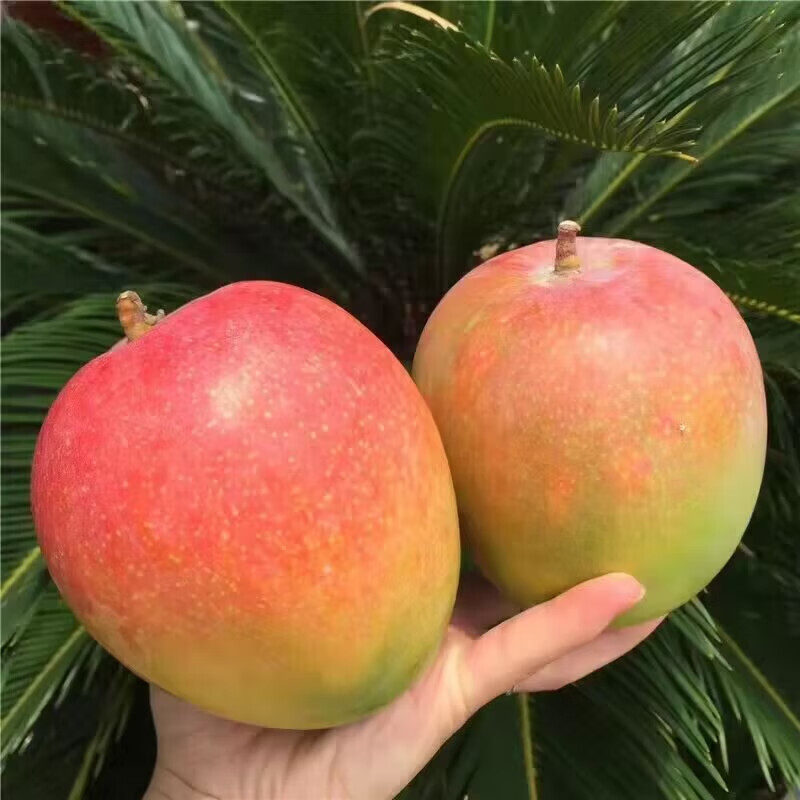 新鲜现摘苹果芒澳芒当季水果热带芒果大果时令应季整箱香蕉果肉