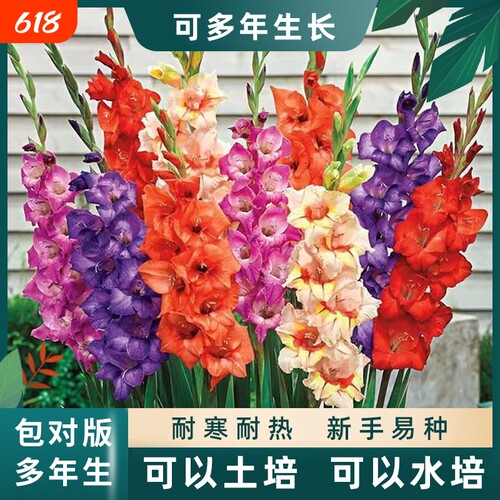 剑兰唐菖蒲小苍兰种球花卉绿植花