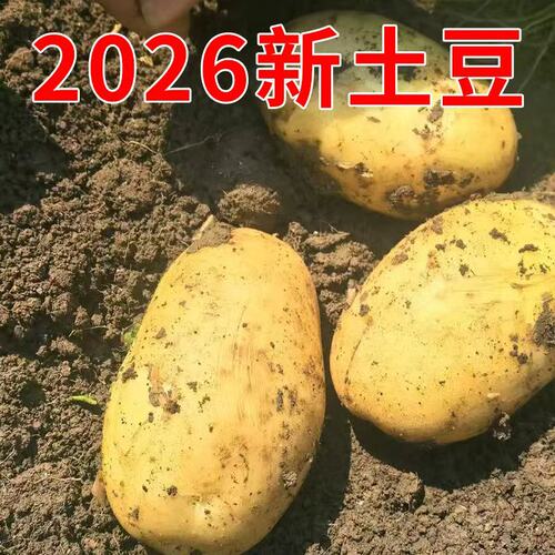 2026年新土豆新鲜黄心土豆