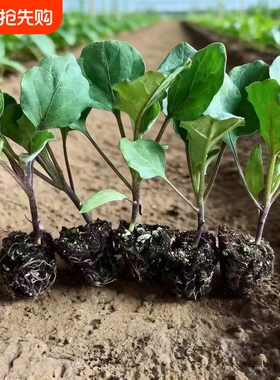 大龙长茄子秧苗长茄子秧苗黑色茄子苗带土秧苗茄秧苗四季绿植盆栽