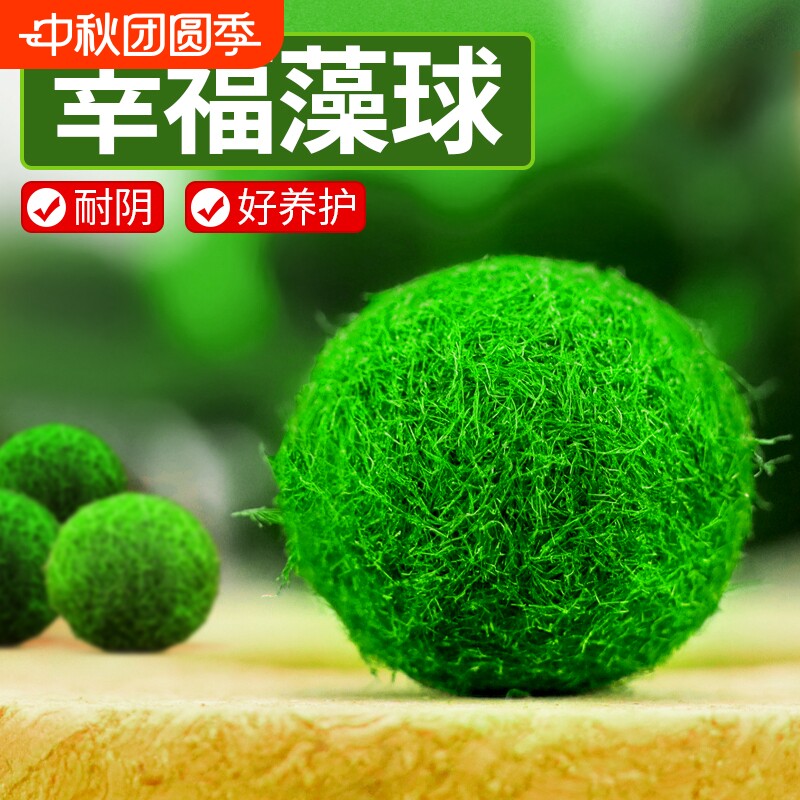 marimo马里莫宠物海藻球微景观生态瓶办公室水培植物绿球藻营养液