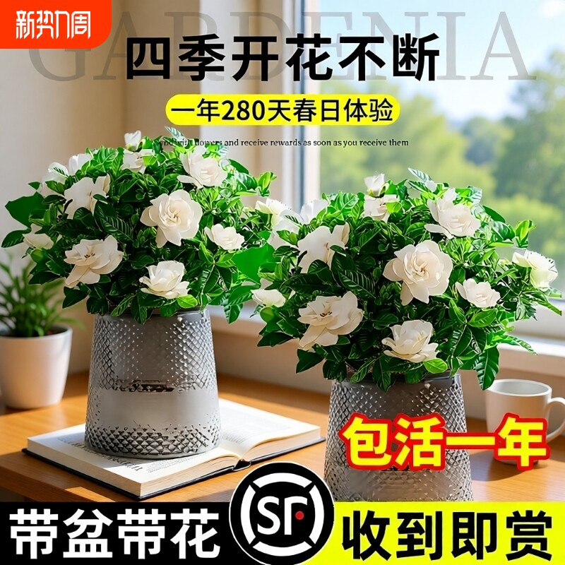 水培植物栀子花盆栽四季开花室内好养花卉九里香绿植物客厅阳台