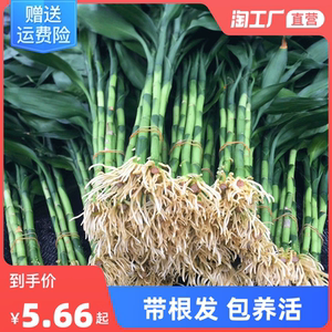 带根富贵竹水培水养水竹客厅室内大叶粗杆招财竹子盆栽绿植物花卉