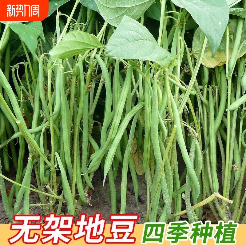 无架豆角种子高产无筋豆角种子架豆芸豆种子农家四季播蔬菜种子