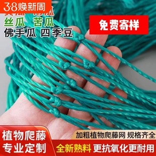 植物爬藤网攀援网葡萄搭架网瓜果丝瓜苦瓜月季藤蔓花卉攀爬种植网