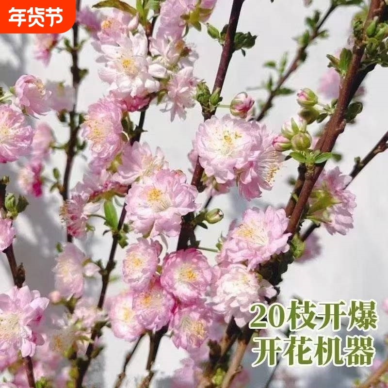 网红干枝珍珠李遇水开花鲜枝水培鲜花植物室内好养梅花水养耐寒热