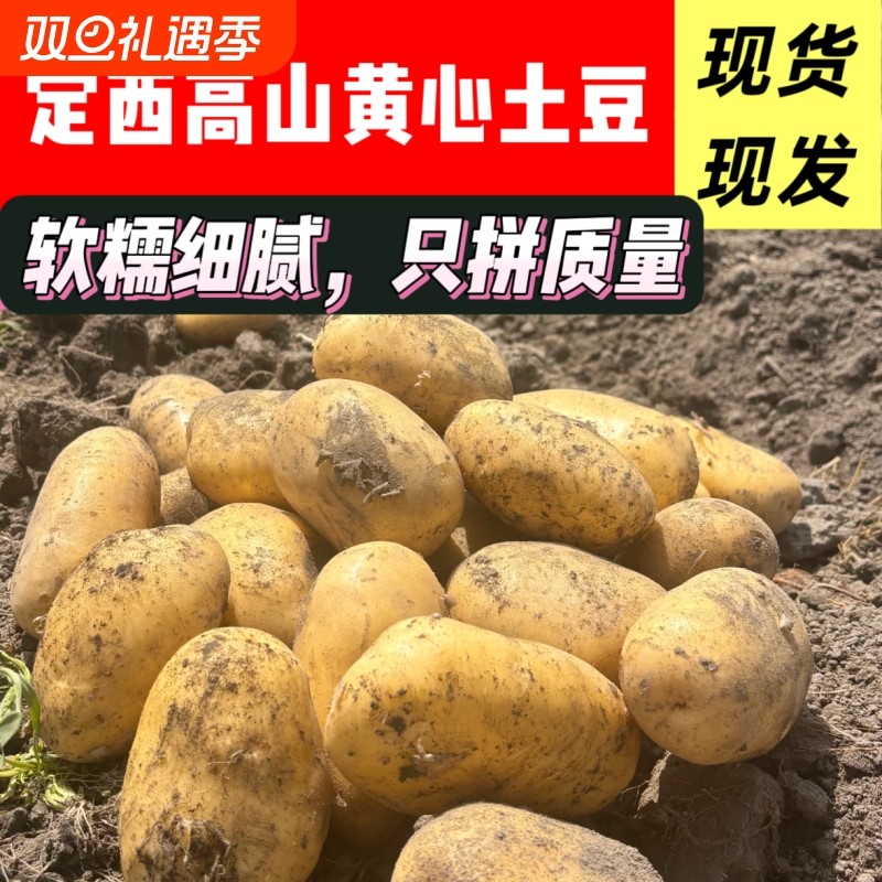 2025年当季新鲜现挖甘肃定西黄皮黄心沙面农家土豆粉糯马铃薯洋芋