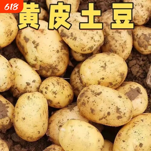 新鲜现挖黄皮大土豆粉糯沙面