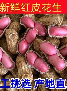今年云南新鲜湿花生带壳带泥水煮花生红皮粉皮新鲜花生蒸煮卤煮鲜