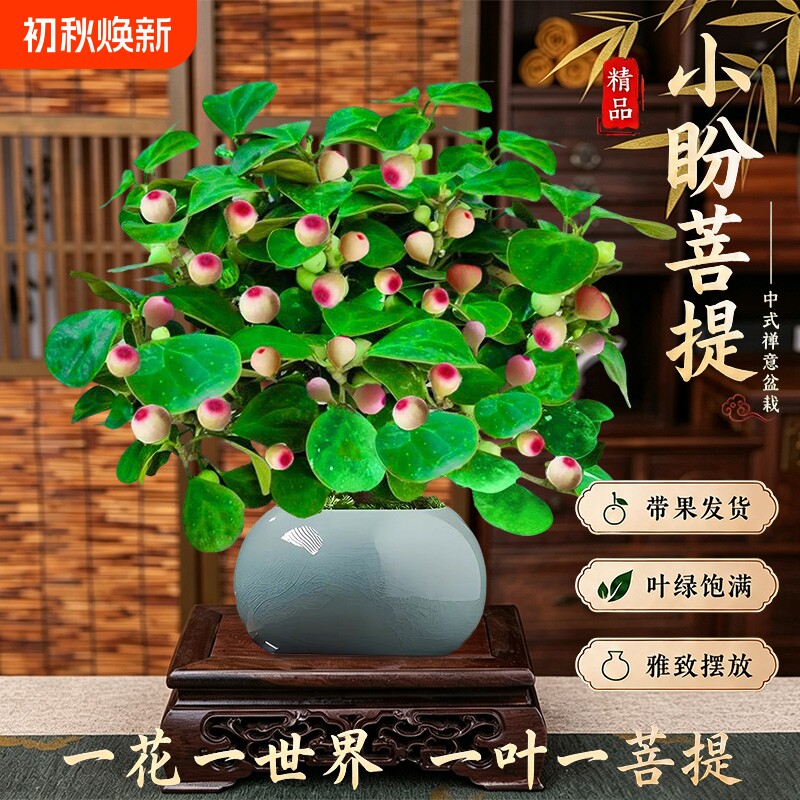 精品小盼菩提树盆栽|千人加购