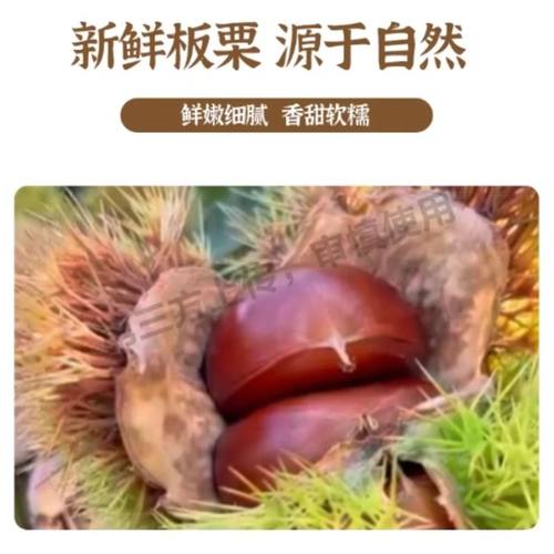 2025新鲜正宗丹东生板栗现摘生栗子新鲜板栗