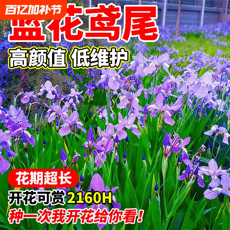 蓝花鸢尾种子燕尾开花易活四季播种黄菖蒲花种籽盆栽耐阴宿根庭院