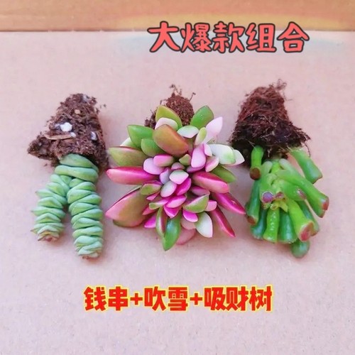 吹雪多肉植物组合盆栽绿植桃蛋钱串熊童子办公室阳台肉肉新手好养