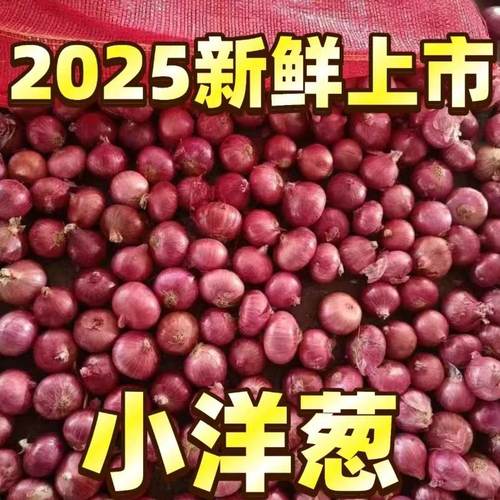 迷你小洋葱2025新上市正宗小葱头单粒圆葱珠干香葱头红葱头毛葱