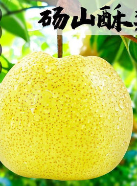 砀山梨正宗酥梨脆甜现摘梨子新鲜香梨雪梨应季水果梨新鲜箱