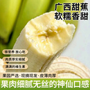 广西高山甜蕉新鲜水果香蕉产地直发青蕉发货