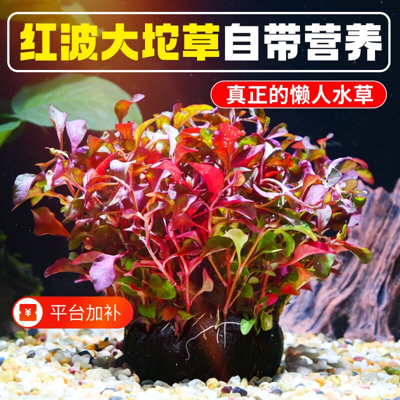 红波大坨草鱼缸造景定植装饰阴性懒人新手养鱼净水增氧中后景水草