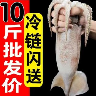 整条大鱿鱼鲜活冷冻鱿鱼鱿鱼须墨鱼八爪鱼新鲜深海野生海捕烧烤