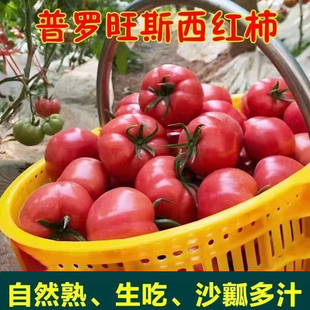 现摘正宗普罗旺番茄沙瓤西红柿彩箱包装新鲜孕妇水果柿子京东包邮