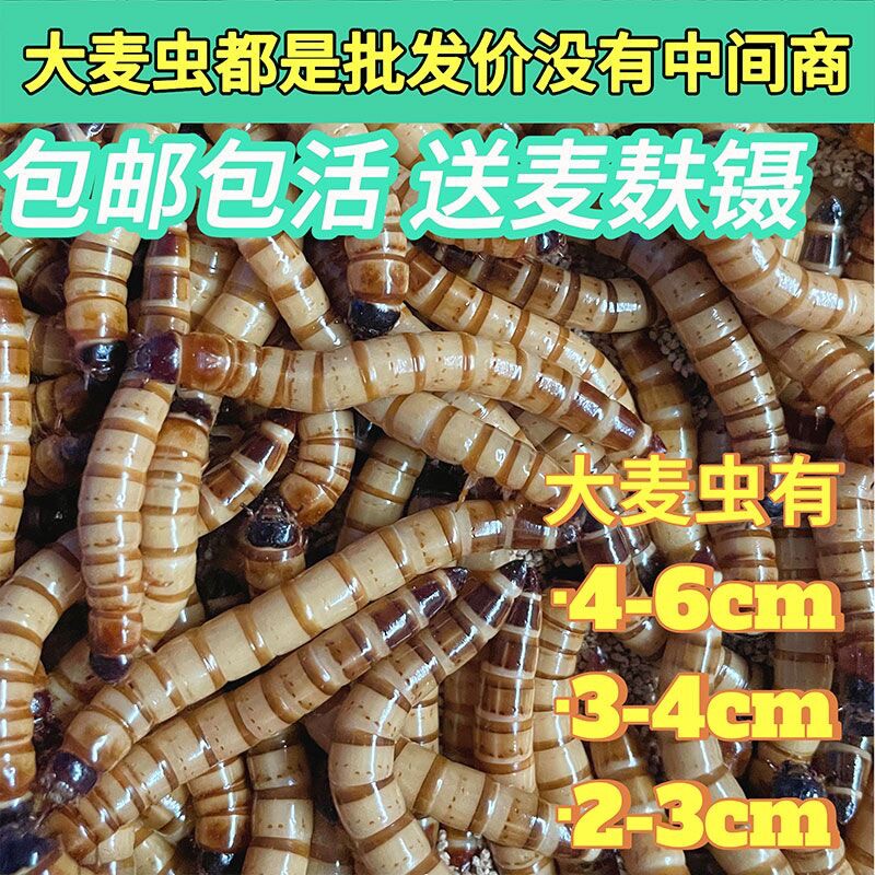 大麦虫鲜活鱼食画眉鸟大号活虫黄粉虫面包虫鱼食虫子活体钓鱼仓鼠图片